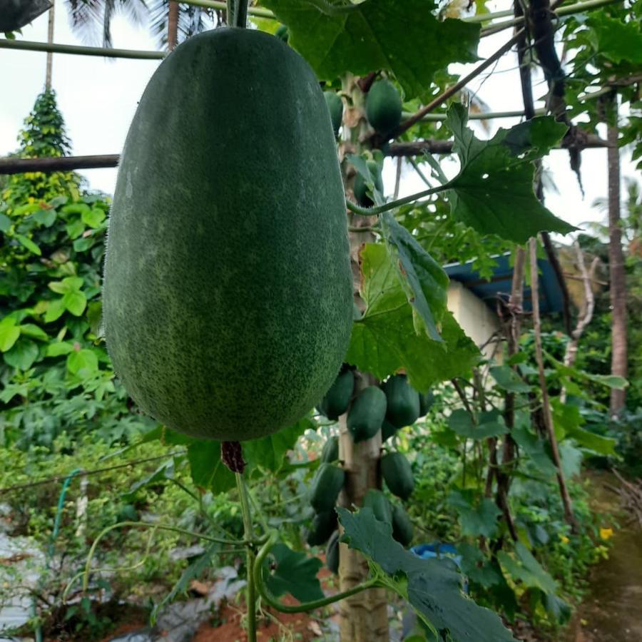 Jasmine Land Homestay Udupi Exteriör bild
